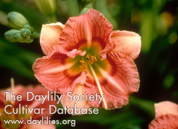 Daylily Playful Pixie